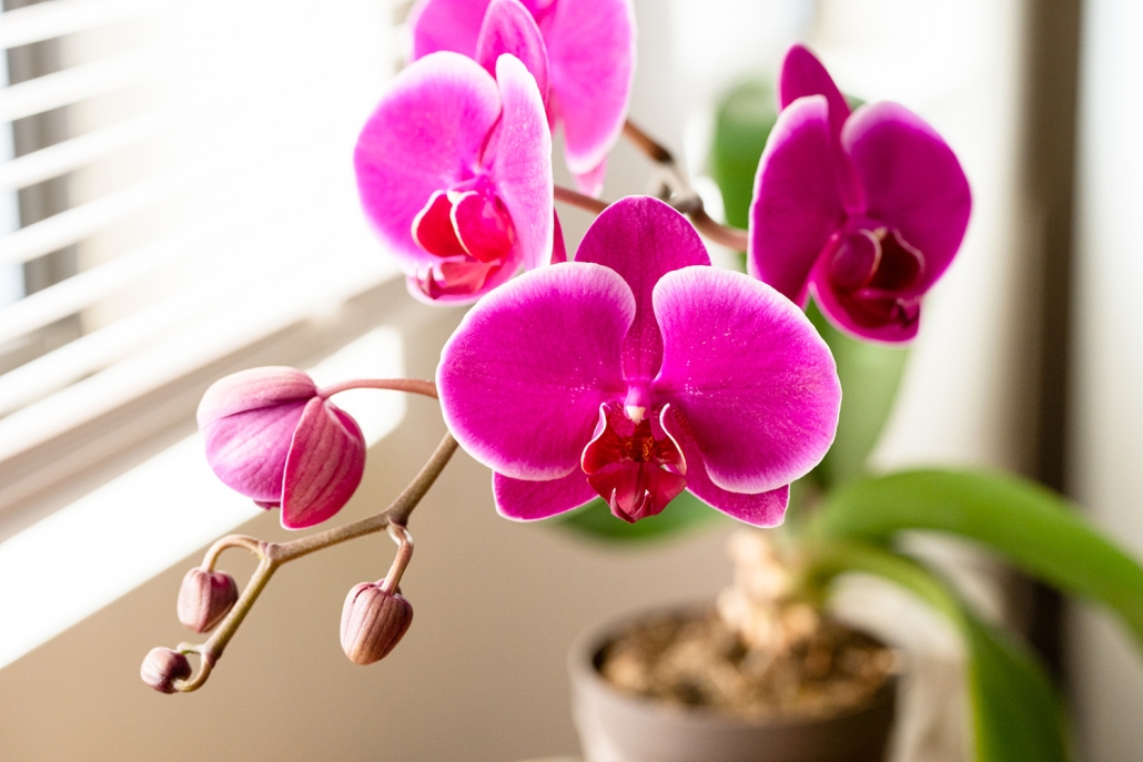 close up of flower in Shen Dao office